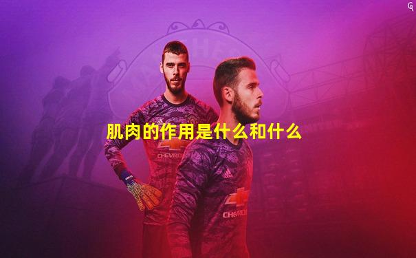 肌肉的作用是什么和什么